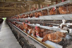 Granja de gallinas