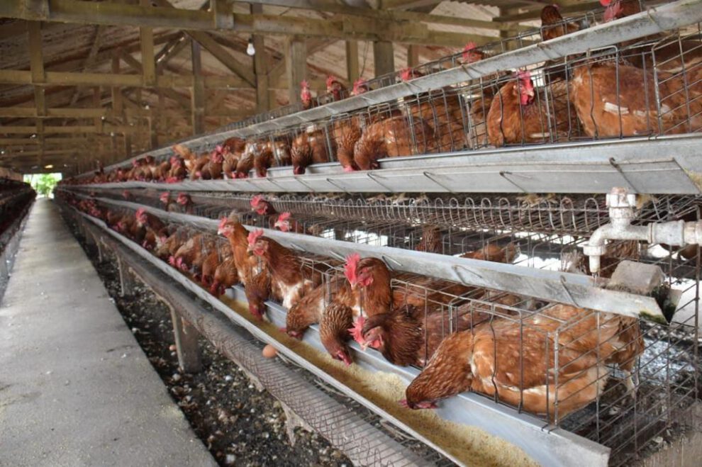 Granja de gallinas