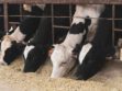 vacas