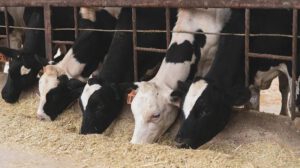 vacas