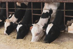 vacas