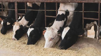 vacas