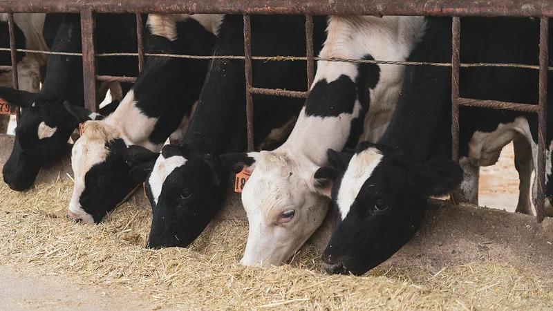 vacas