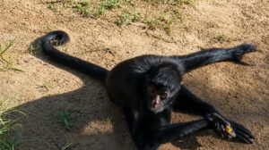 Mono araña en Pando