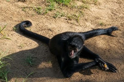 Mono araña en Pando