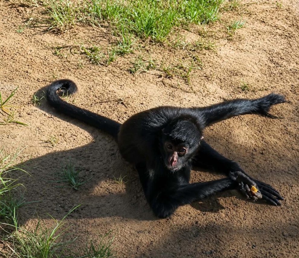 Mono araña en Pando