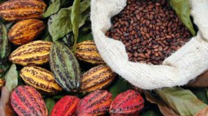 cacao boliviano