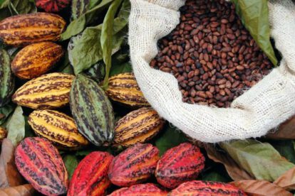 cacao boliviano