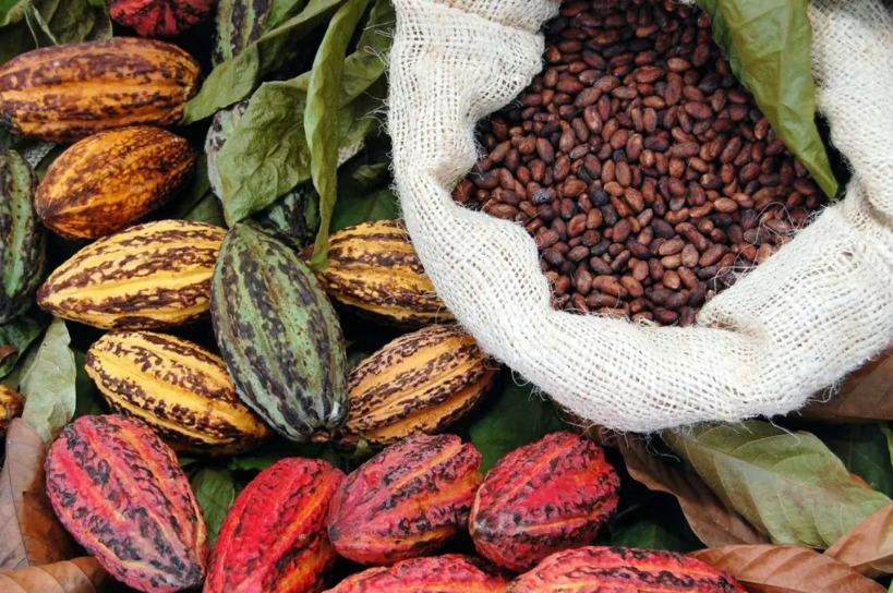 cacao boliviano