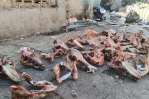 Los restos óseos hallados