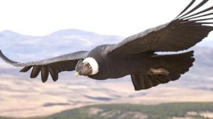 cóndor andino (Vultur gryphus)