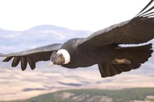 cóndor andino (Vultur gryphus)