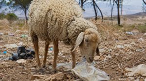 La denuncia fue realizada por Antonia Lara Arnez, quien aseguró que sus animales fallecieron tras ingerir bolsas plásticas