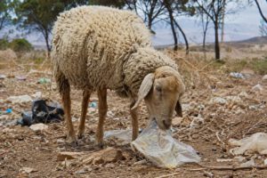 La denuncia fue realizada por Antonia Lara Arnez, quien aseguró que sus animales fallecieron tras ingerir bolsas plásticas