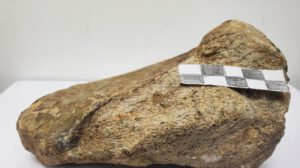 La Universidad Regional Amazónica Ikiam que muestra el primer fósil de dinosaurio, un saurópodo titanosaurio que habitó la región hace aproximadamente 67 millones de años, registrado en la Amazonía ecuatoriana por un grupo de investigadores