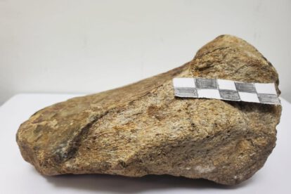 La Universidad Regional Amazónica Ikiam que muestra el primer fósil de dinosaurio, un saurópodo titanosaurio que habitó la región hace aproximadamente 67 millones de años, registrado en la Amazonía ecuatoriana por un grupo de investigadores