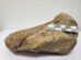 La Universidad Regional Amazónica Ikiam que muestra el primer fósil de dinosaurio, un saurópodo titanosaurio que habitó la región hace aproximadamente 67 millones de años, registrado en la Amazonía ecuatoriana por un grupo de investigadores
