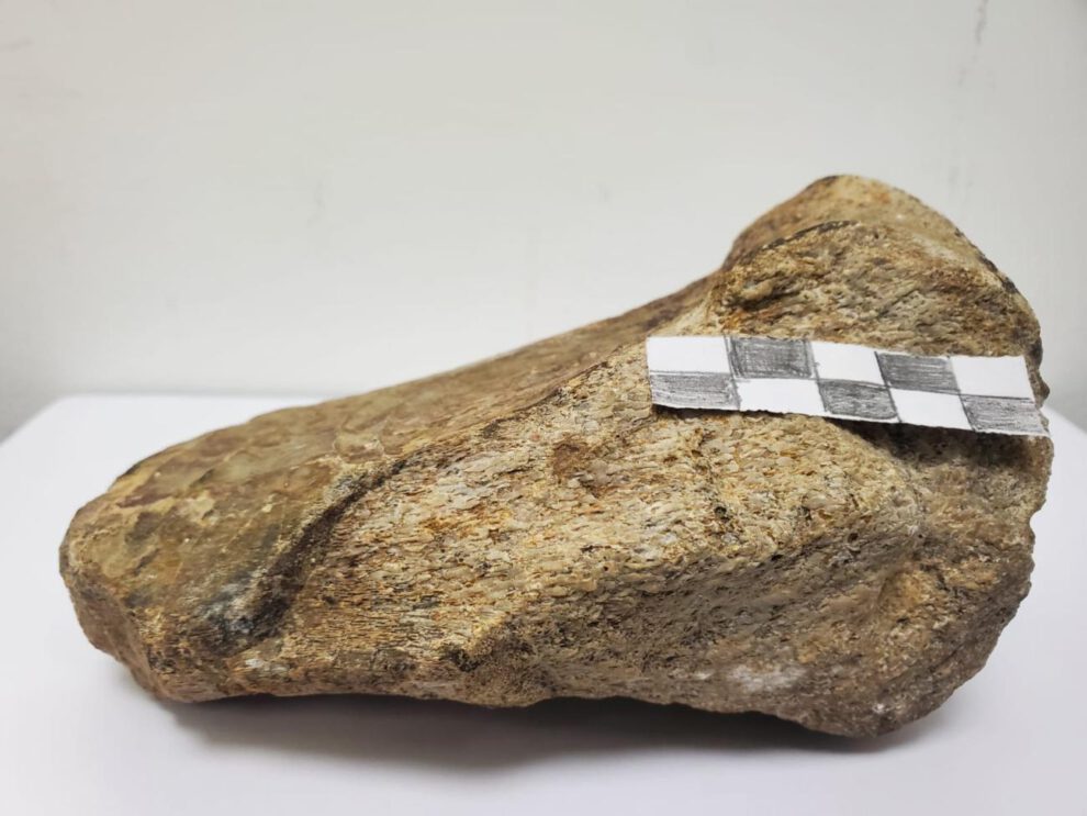 La Universidad Regional Amazónica Ikiam que muestra el primer fósil de dinosaurio, un saurópodo titanosaurio que habitó la región hace aproximadamente 67 millones de años, registrado en la Amazonía ecuatoriana por un grupo de investigadores