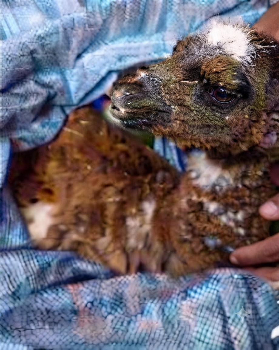 Una de las llamas fallecidas, tras consumir el agua