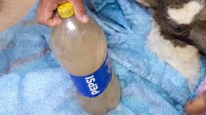 Comunarios muestran la muestra de agua