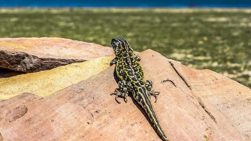 La lagartija Liolaemus aparicioi se encuentra en el valle de La Paz