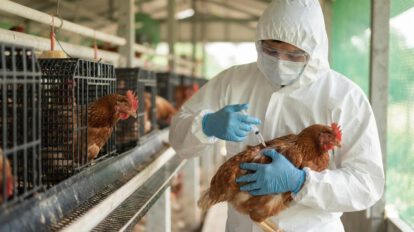 Perú declara la emergencia sanitaria por 90 días por dos brotes de gripe aviar en corrales