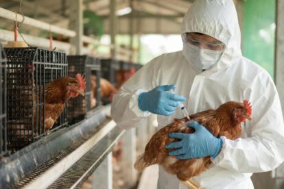 Perú declara la emergencia sanitaria por 90 días por dos brotes de gripe aviar en corrales