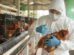 Perú declara la emergencia sanitaria por 90 días por dos brotes de gripe aviar en corrales