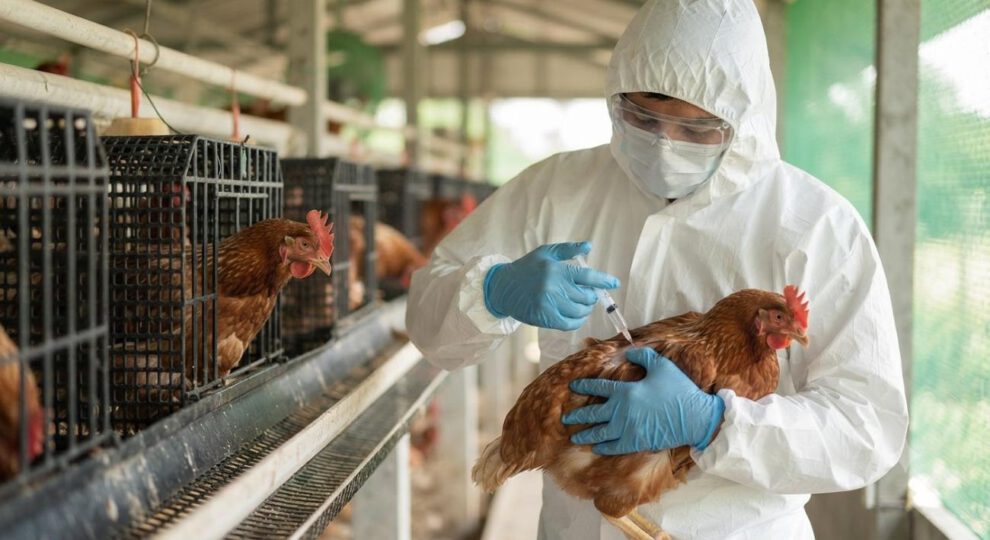 Perú declara la emergencia sanitaria por 90 días por dos brotes de gripe aviar en corrales