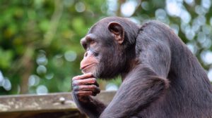 El Día Mundial del Chimpancé