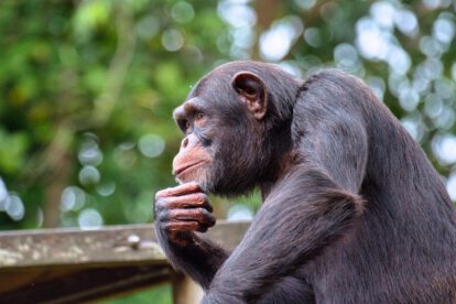 El Día Mundial del Chimpancé