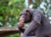 El Día Mundial del Chimpancé