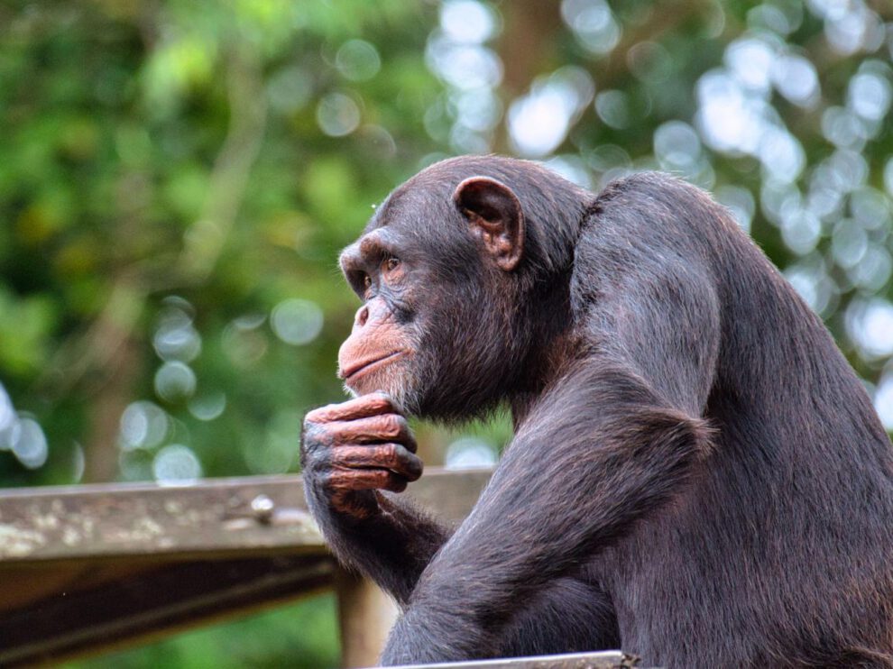 El Día Mundial del Chimpancé