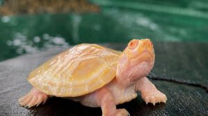 La pequeña peta de río albina, un raro fenómeno de la naturaleza, nació este año en la Reserva Nacional de Vida Silvestre Amazónica Manuripi