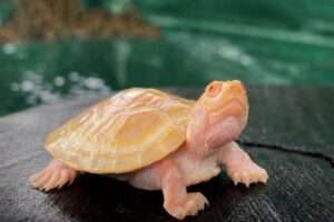La pequeña peta de río albina, un raro fenómeno de la naturaleza, nació este año en la Reserva Nacional de Vida Silvestre Amazónica Manuripi