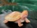 La pequeña peta de río albina, un raro fenómeno de la naturaleza, nació este año en la Reserva Nacional de Vida Silvestre Amazónica Manuripi