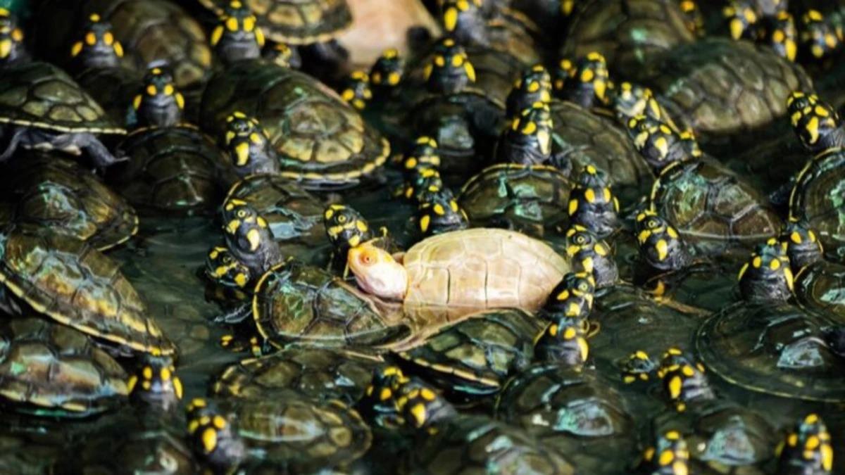 Nace la pequeña cría de tortuga albina en Manuripí