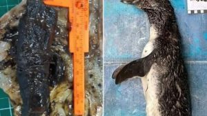Pingüino falleció por ingesta de barbijo