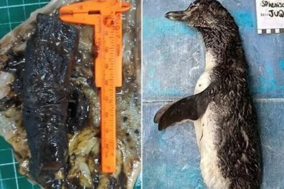 Pingüino falleció por ingesta de barbijo