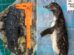 Pingüino falleció por ingesta de barbijo