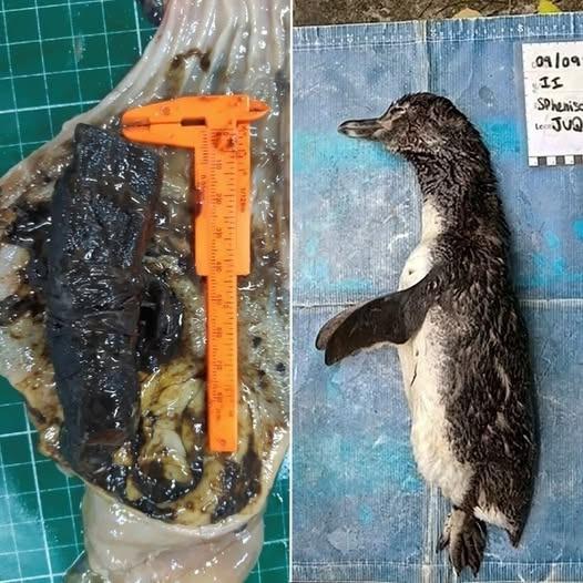 Pingüino falleció por ingesta de barbijo
