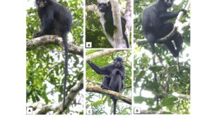 Las especies Colobus congoensis y Colobus satanas en su hábitat natural. (A y B) Colobus congoensis, en el Parque Nacional de Lomami, República Democrática del Congo.