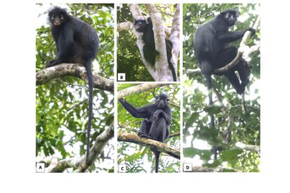 Las especies Colobus congoensis y Colobus satanas en su hábitat natural. (A y B) Colobus congoensis, en el Parque Nacional de Lomami, República Democrática del Congo.