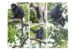 Las especies Colobus congoensis y Colobus satanas en su hábitat natural. (A y B) Colobus congoensis, en el Parque Nacional de Lomami, República Democrática del Congo.