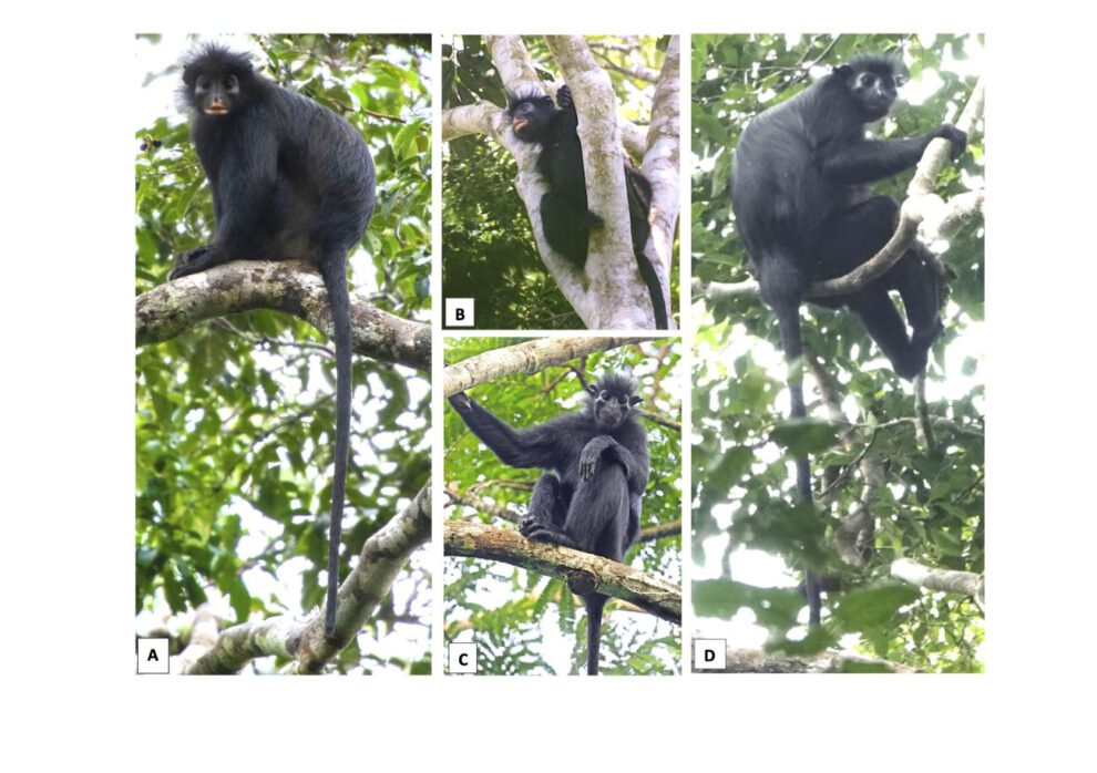 Las especies Colobus congoensis y Colobus satanas en su hábitat natural. (A y B) Colobus congoensis, en el Parque Nacional de Lomami, República Democrática del Congo.