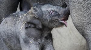 Una cría de elefante con su madre