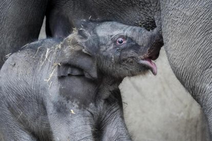 Una cría de elefante con su madre
