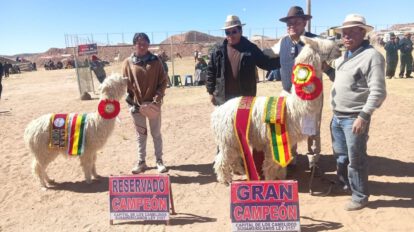 feria de camelidos en curahuara de Carangas