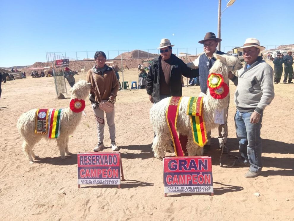 feria de camelidos en curahuara de Carangas