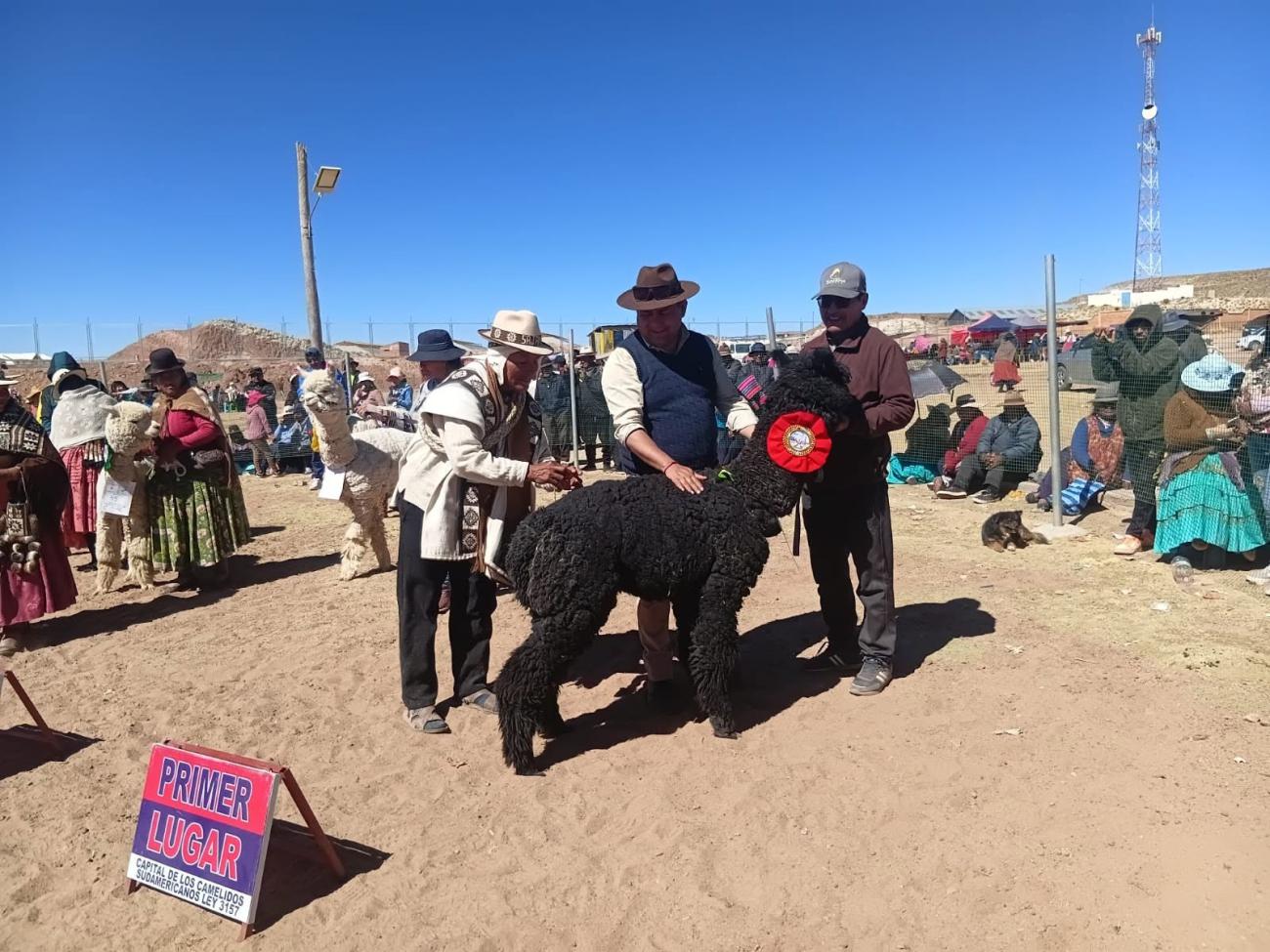 feria de camelidos en curahuara de Carangas